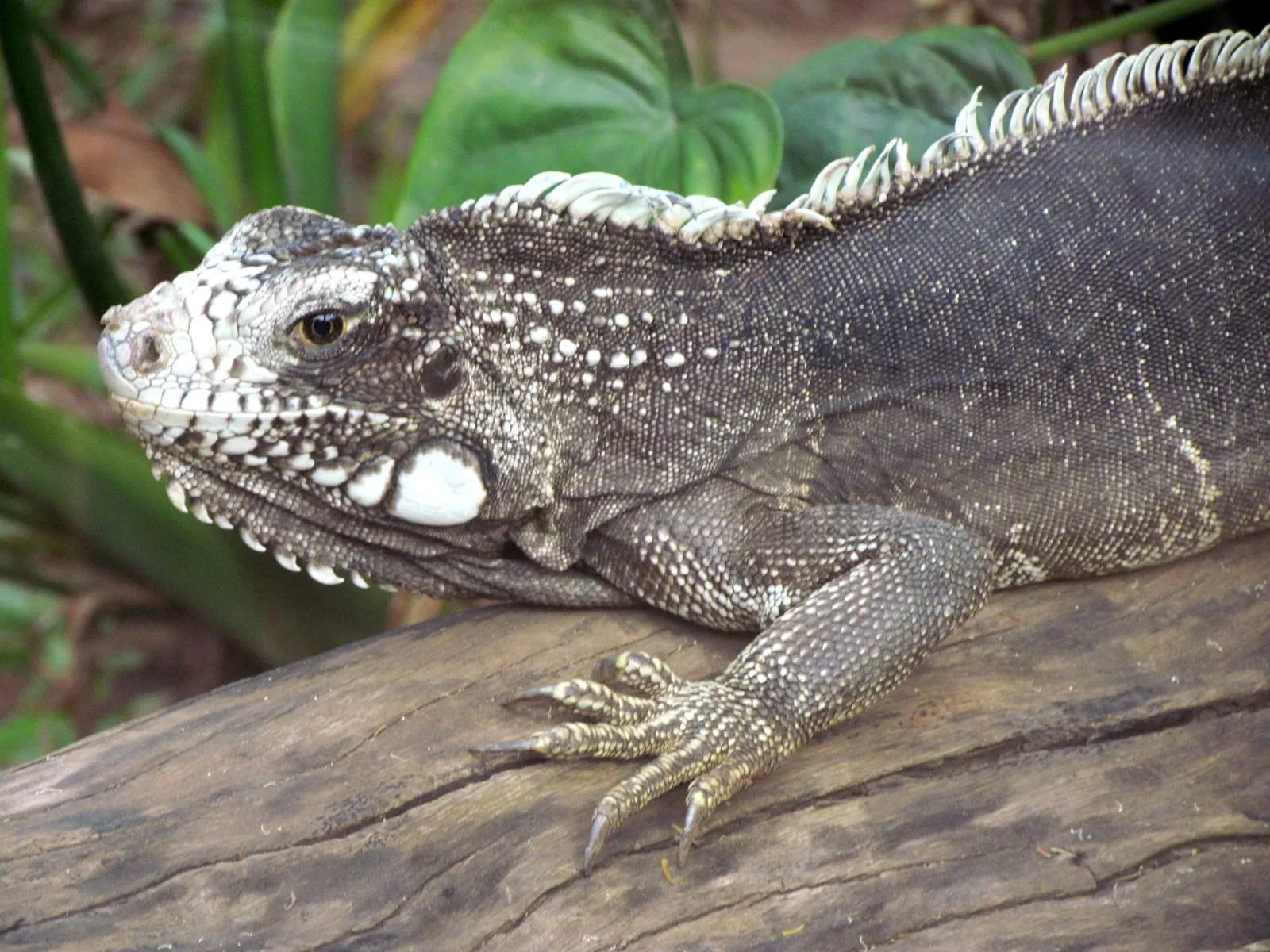 Fotografia de rua e do cotidiano em Piracicaba e São Paulo — Iguana